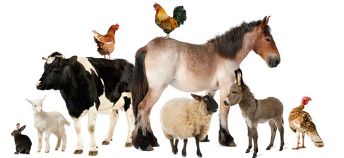 Hühner, Schweine, Kühe, Schafe, Ziegen und noch mehr Tiere © Eric Isselée - Fotolia.com