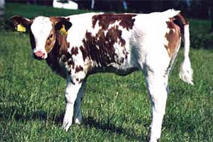 Kleines Kalb auf der Weide