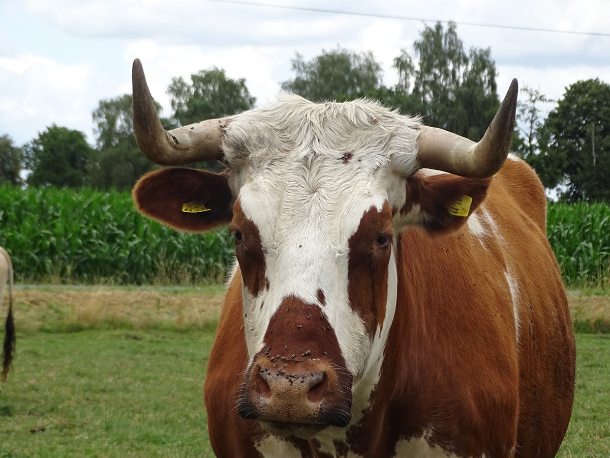 Keaton auf der Wiese 2026