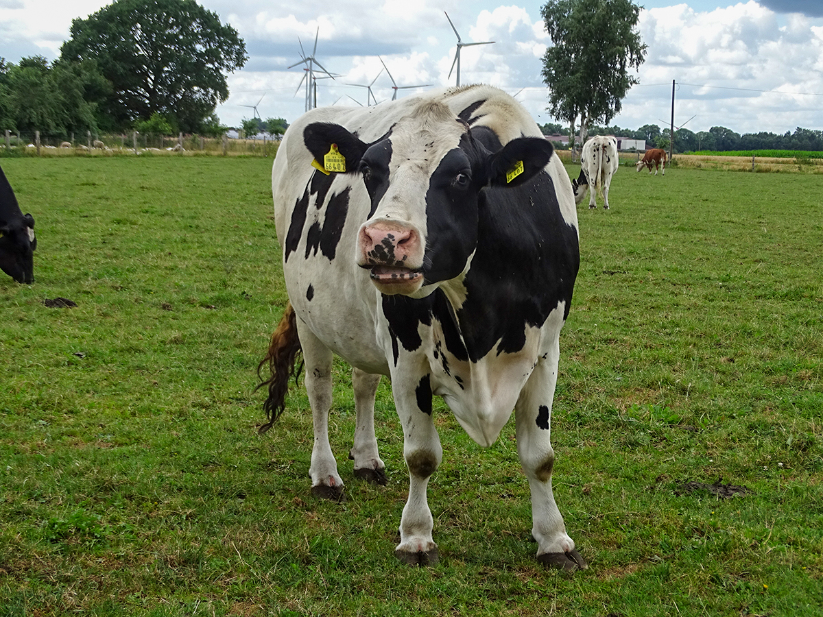 Nora 2 auf der Wiese 2026