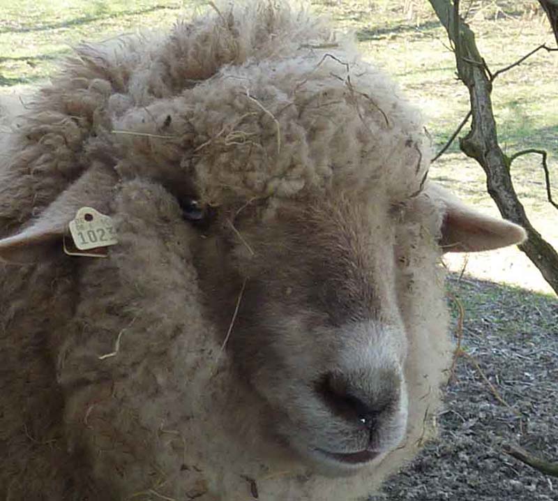 tierheim simmern hunde