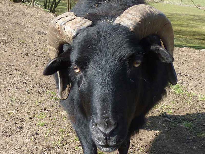 LUZIFER, UNSER SCHÜTZLING Schutzengel für Tiere Willkommen auf